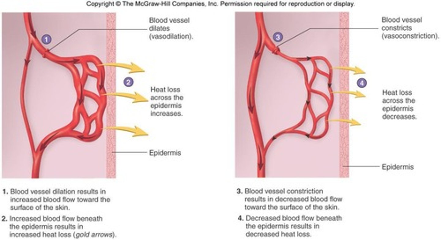 <p>The skin regulates body temperature by dilation and constriction of blood vessels.</p>