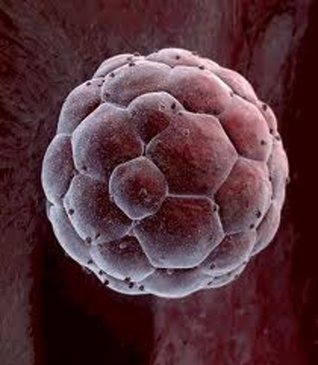 <p>Ethical considerations such as potential loss of life or harm to embryo, less easily obtainable than bone marrow stem cells, risk of rejection</p>