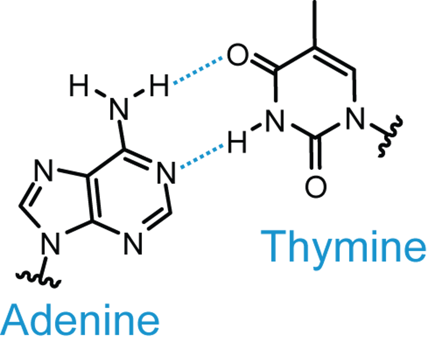 <p>DNA <br> - thymine present <br><br>- hydrogen bond</p>