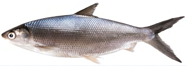 <p>milkfishes</p><p></p><p>Key traits:&nbsp;</p><ul><li><p>37 spp, 1 in Hawaii (family Chanidae)</p></li><li><p>marine and brackish water, lateral line present, no fin spines, single dorsal fin, caudal fin deeply forked, mostly herbivores&nbsp;</p></li></ul><p></p>
