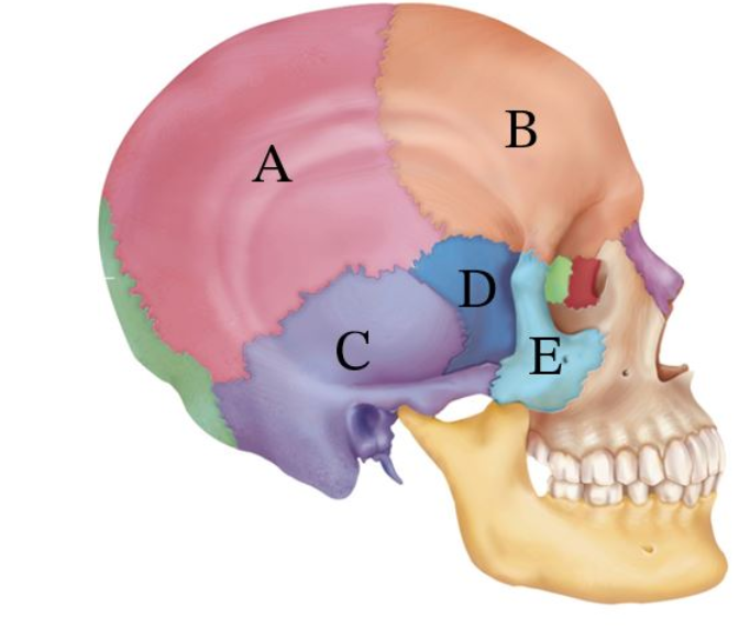 Which letter corresponds to the temporal bone?