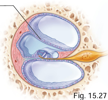 <p>Cochlear duct + scala vestibuli</p>