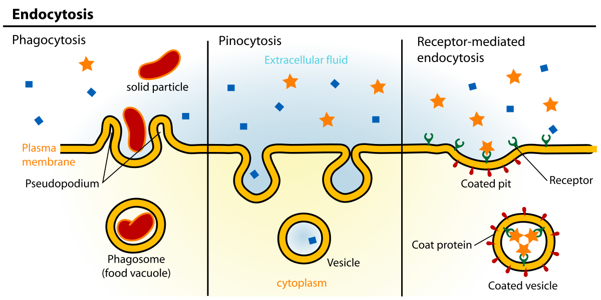 <ul><li><p>requires ATP energy, </p></li><li><p>cell membrane fuse with the substances → fusing substances usually will form vesicles around them → to bring them <strong>inside </strong>the cell</p></li></ul><p>(vesicles are made out of the same material with the cell membrane → so it can be taken inside the cell) </p><p>Types: </p><ul><li><p>pinocytosis: cell drinking (take in a fluid/ liquid) </p></li><li><p>phagocytosis: cell eating (take in a solid) </p></li><li><p>receptor-mediated endocytosis: bind to substances  </p></li></ul>