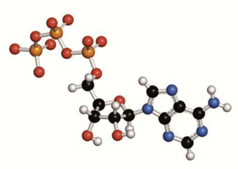 <p>in the form of ATP.</p>