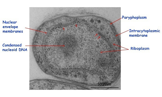 <p><span style="background-color: transparent;">region within the prokaryotic cell that contains all or most of the genetic material</span></p>
