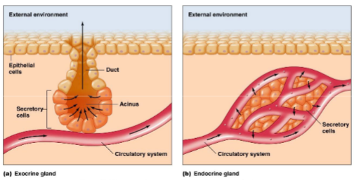 <ul><li><p><mark data-color="yellow">exocrine glands</mark> secrete substances to the external environment, have ducts, and are poorly vascularized</p><ul><li><p><mark data-color="blue">ex. sebaceous glands, lacrimal glands, etc</mark>.</p></li></ul></li><li><p>endocrine glands secrete substances to the internal environment, don’t have ducts, and are highly vascularized</p><ul><li><p><mark data-color="blue">ex. pineal, pituitary, etc.</mark></p></li></ul></li></ul>