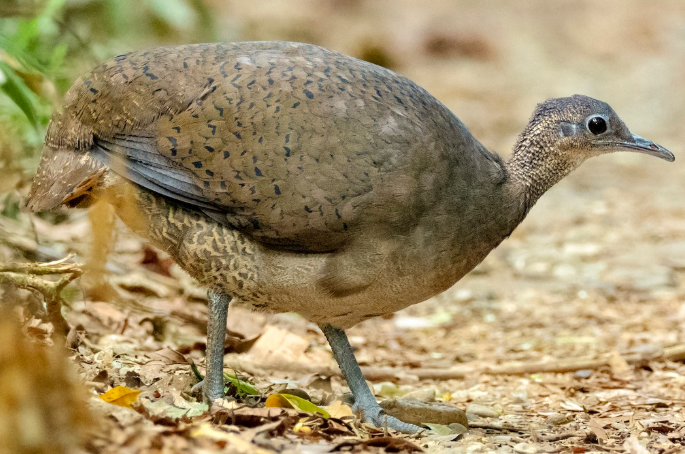 <p>What bird is this?</p>