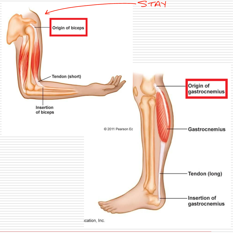 <p>Structurally - Proximal attachment of a muscle or the part that attaches closest to the midline or center of the body </p><p>Functionally - Least moveable part or attachment of the muscle </p><p>Insertion pulled toward origin (typically)</p>