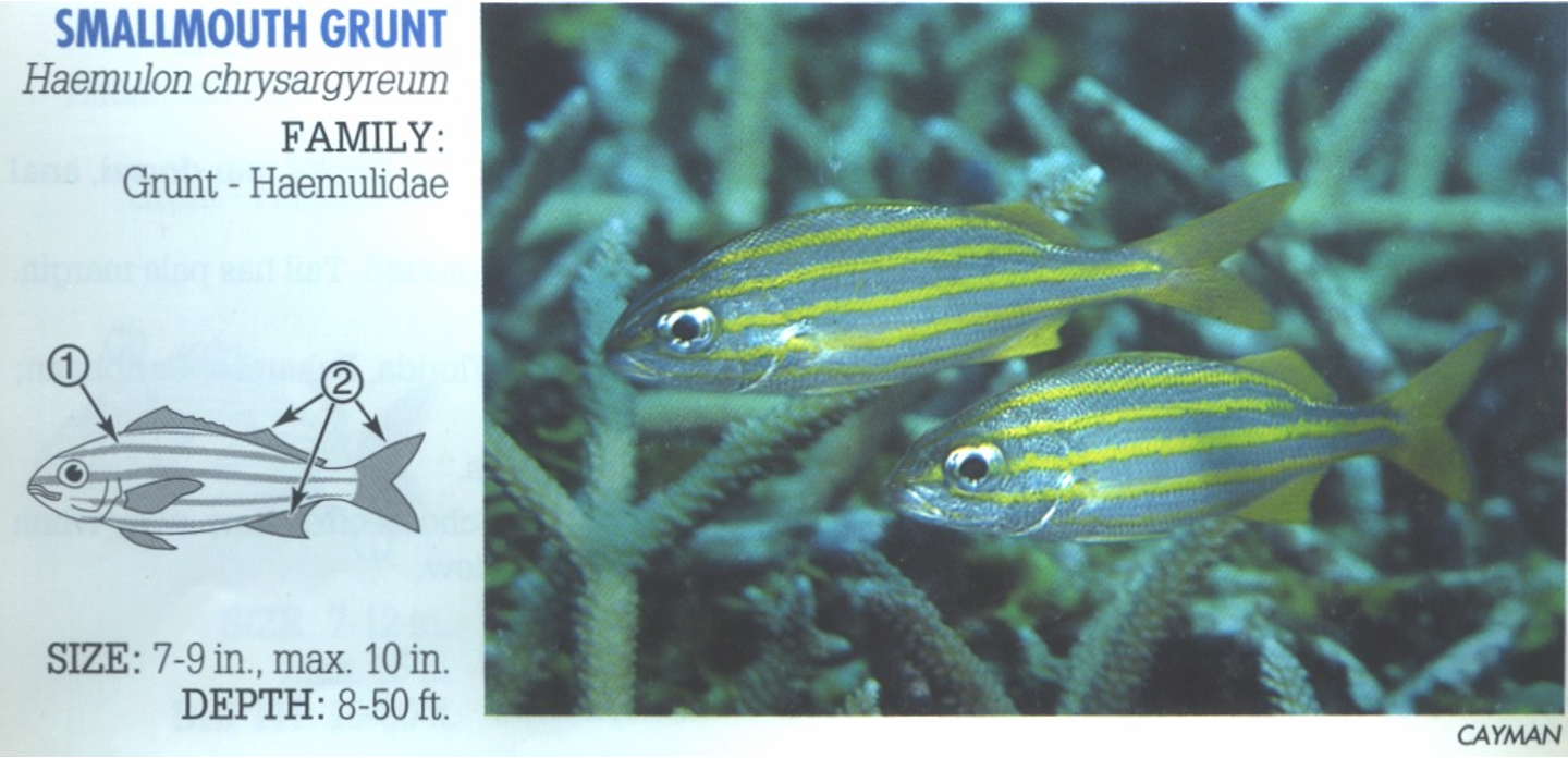 <p><span>Elongated cylindrical body. 1. Five or six yellow stripes. 2. Fins yellow.</span></p>