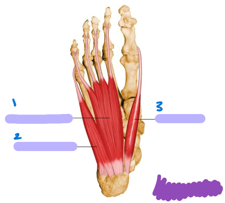 <p>identify these muscles </p>