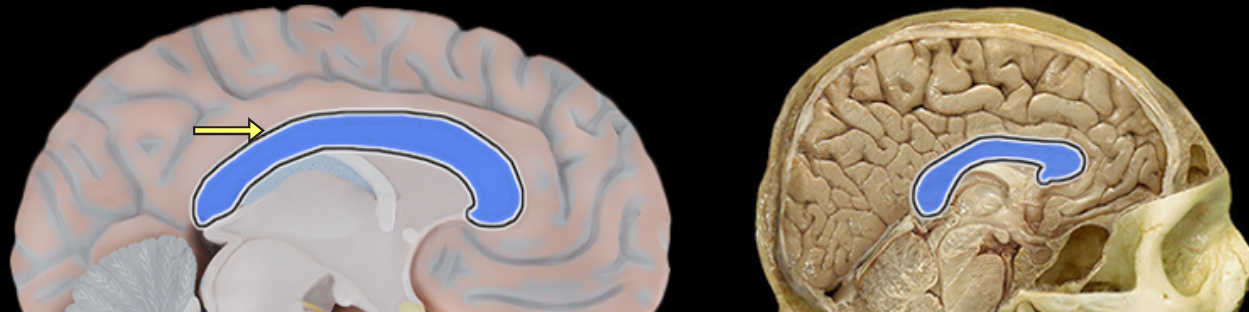 <p>Corpus callosum</p>