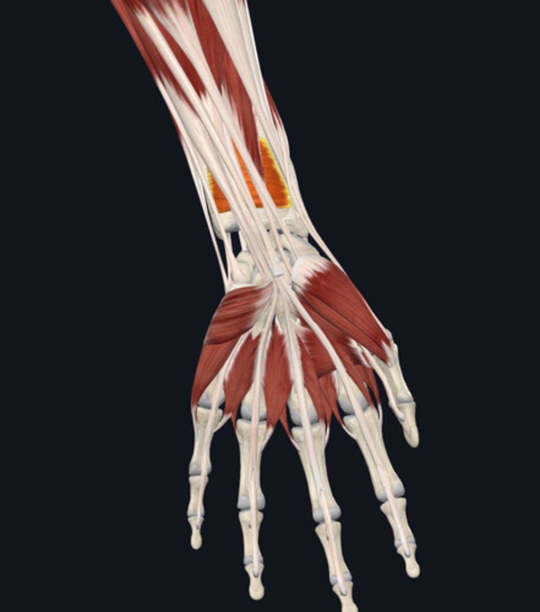 <ul><li><p><u>Origin:</u>&nbsp;Ulna</p></li><li><p><u>Insertion:</u>&nbsp;Radius</p></li><li><p><u>Action:</u>&nbsp;Forearm pronation</p></li></ul><p></p>