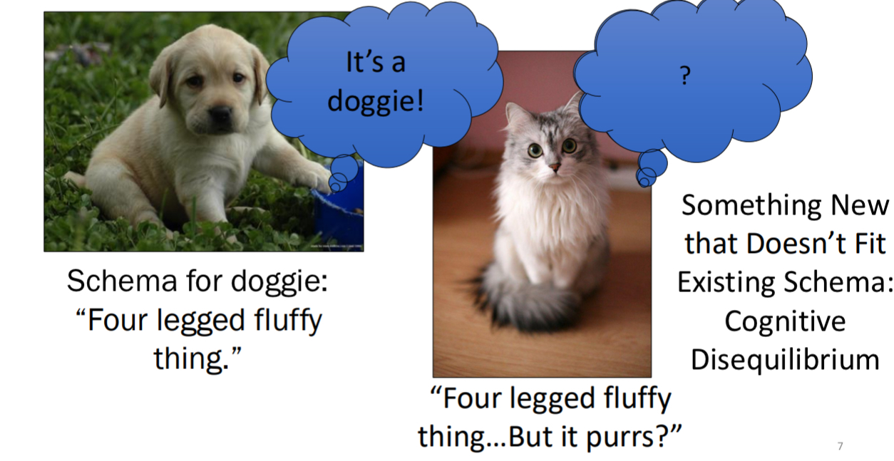 <ul><li><p>modify existing schemes to interpret new experiences.</p></li><li><p>Cognitive disequilibrium → discomfort because this four legged fluffy thing is not a dog</p></li></ul><p></p>