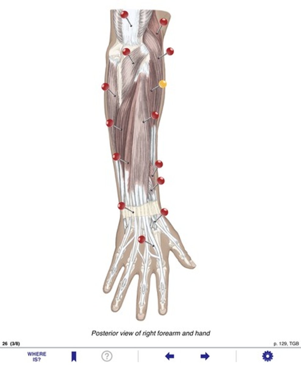<p>Name the muscle at the yellow pin</p>