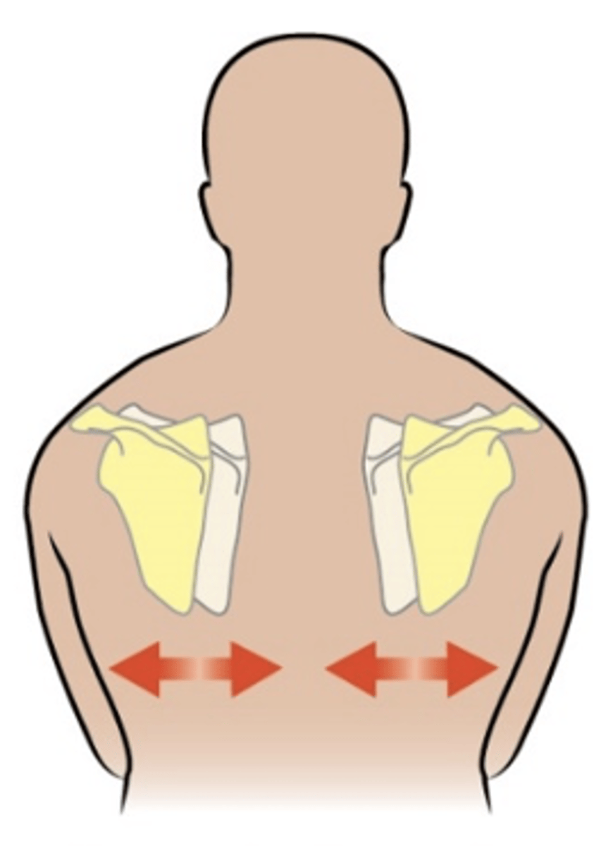 <p>scapula moves away from the vertebral column</p>
