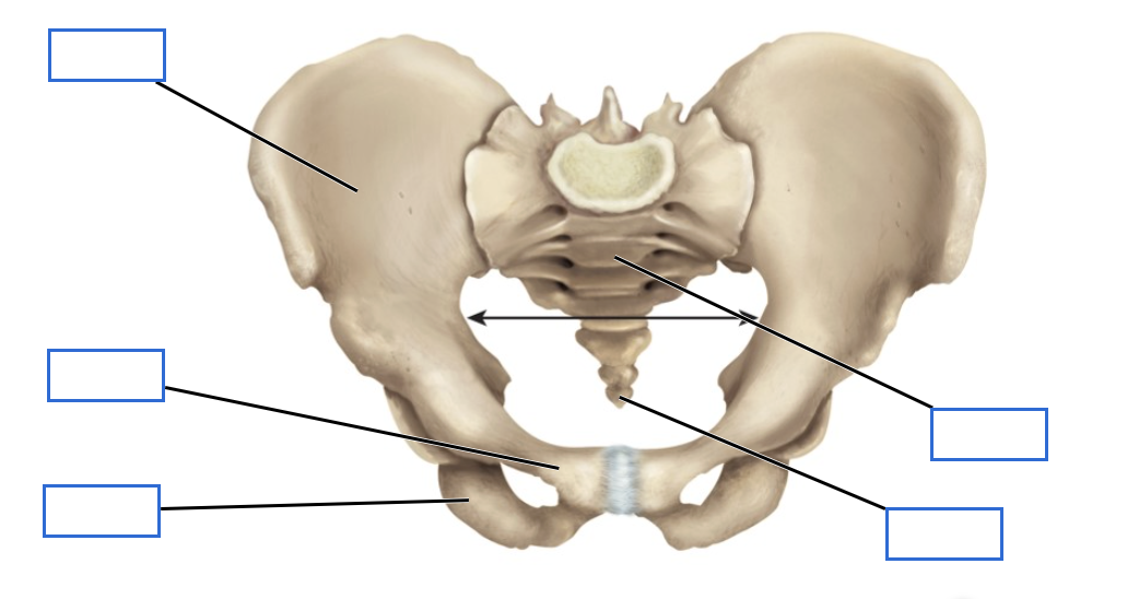 <p>Identify the bones of the pelvic girdle</p>