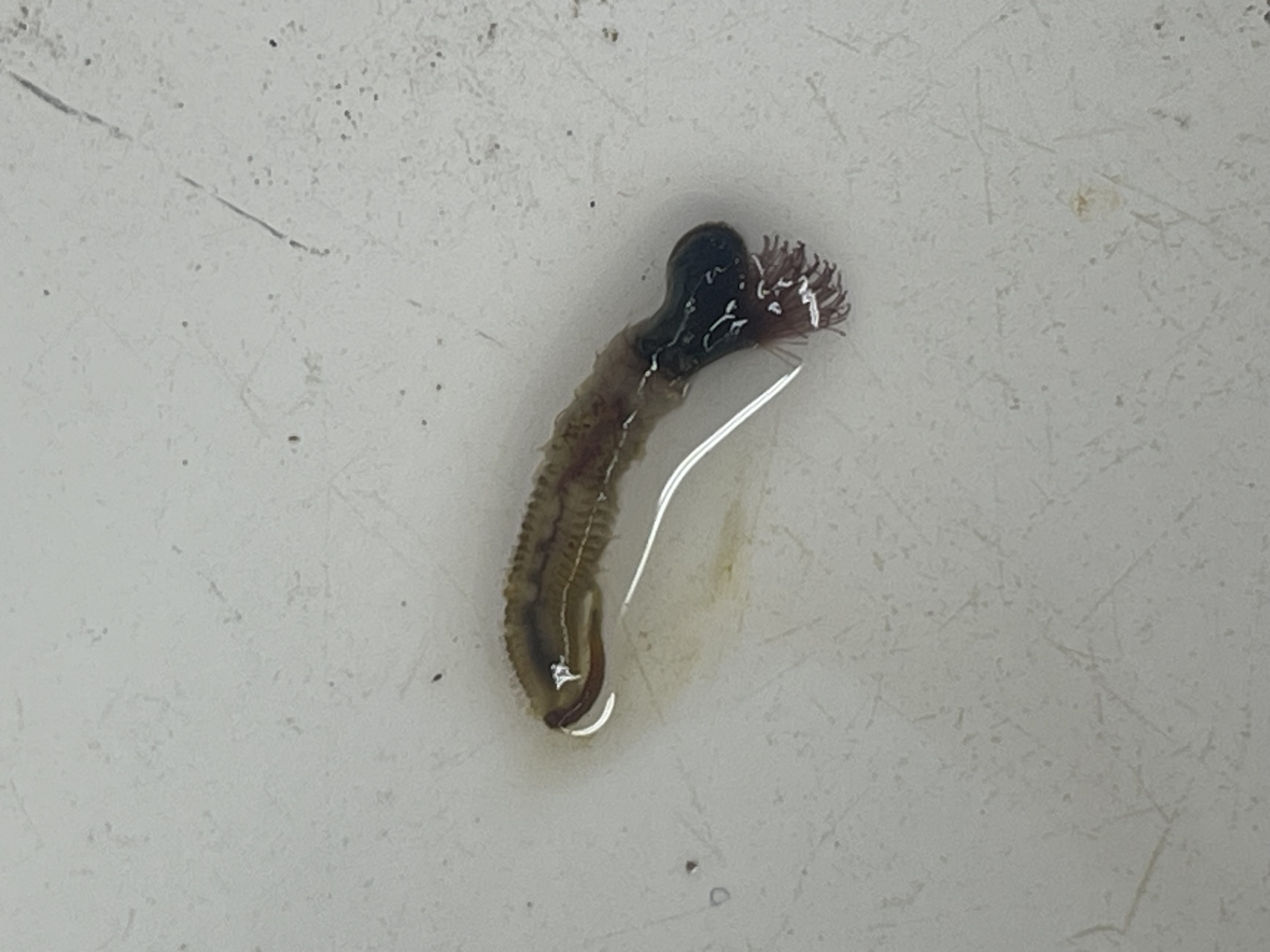 <p>what is this?</p>