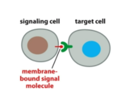 <p>Short distance </p><p>Important in development, Immune, Cardiac</p>