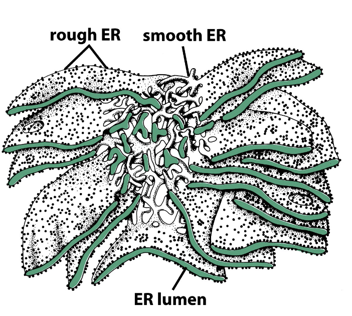 <p>rough ER is interconnected layers of flattened sheets, smooth ER is tubules</p>