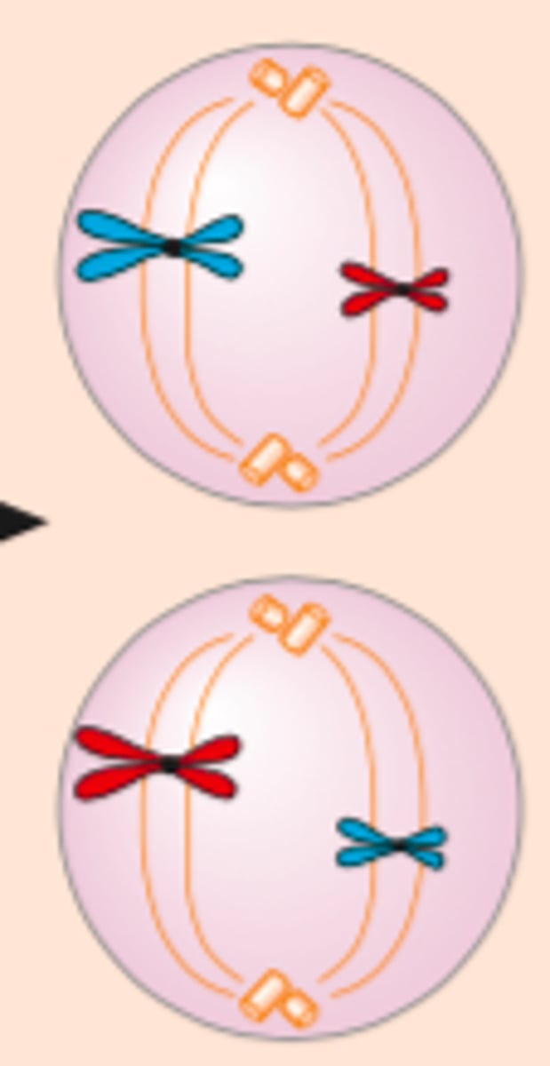 <p>Det dannes en spindel som fester seg i sentromeren i hvert kromsom</p>