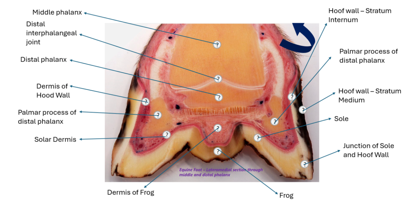 <p>Other key hoof terms</p><ul><li><p>coronary band/corium</p></li><li><p>digital cushion</p></li><li><p>lamellar and solar dermis (corium)</p></li></ul><p></p>