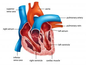 <p><strong>VEINS:</strong> Carries newly oxygenated blood from the lungs back to the heart's left <strong>atrium</strong></p><p><strong>ARTERIES:&nbsp;</strong>Carry deoxygenated blood from the heart's right <strong>ventricle </strong>to the lungs for oxygenation</p>