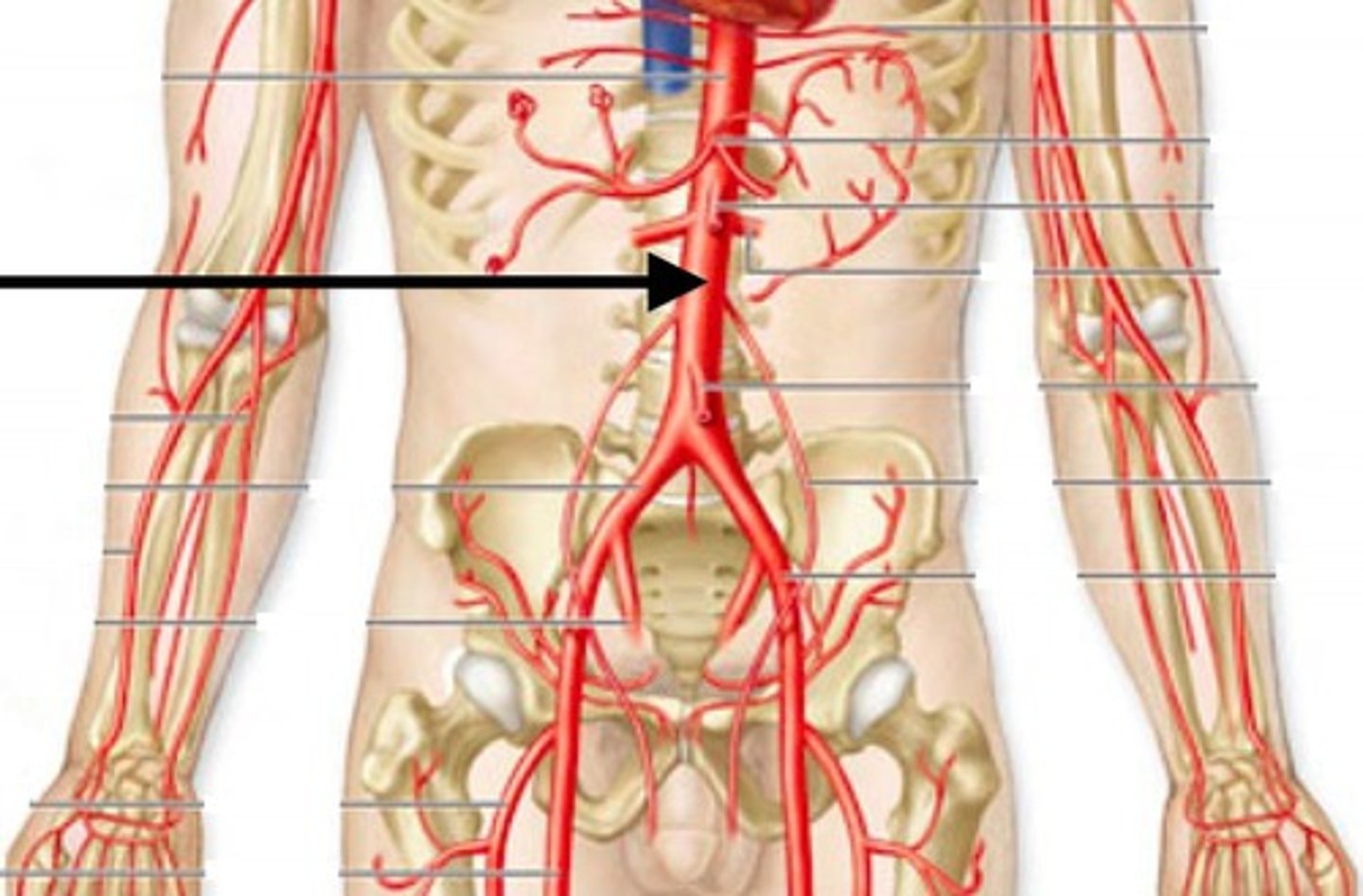 <p>The ______ is the main artery that supplies oxygenated blood to all of the abdominal and pelvic organs and the legs.</p>