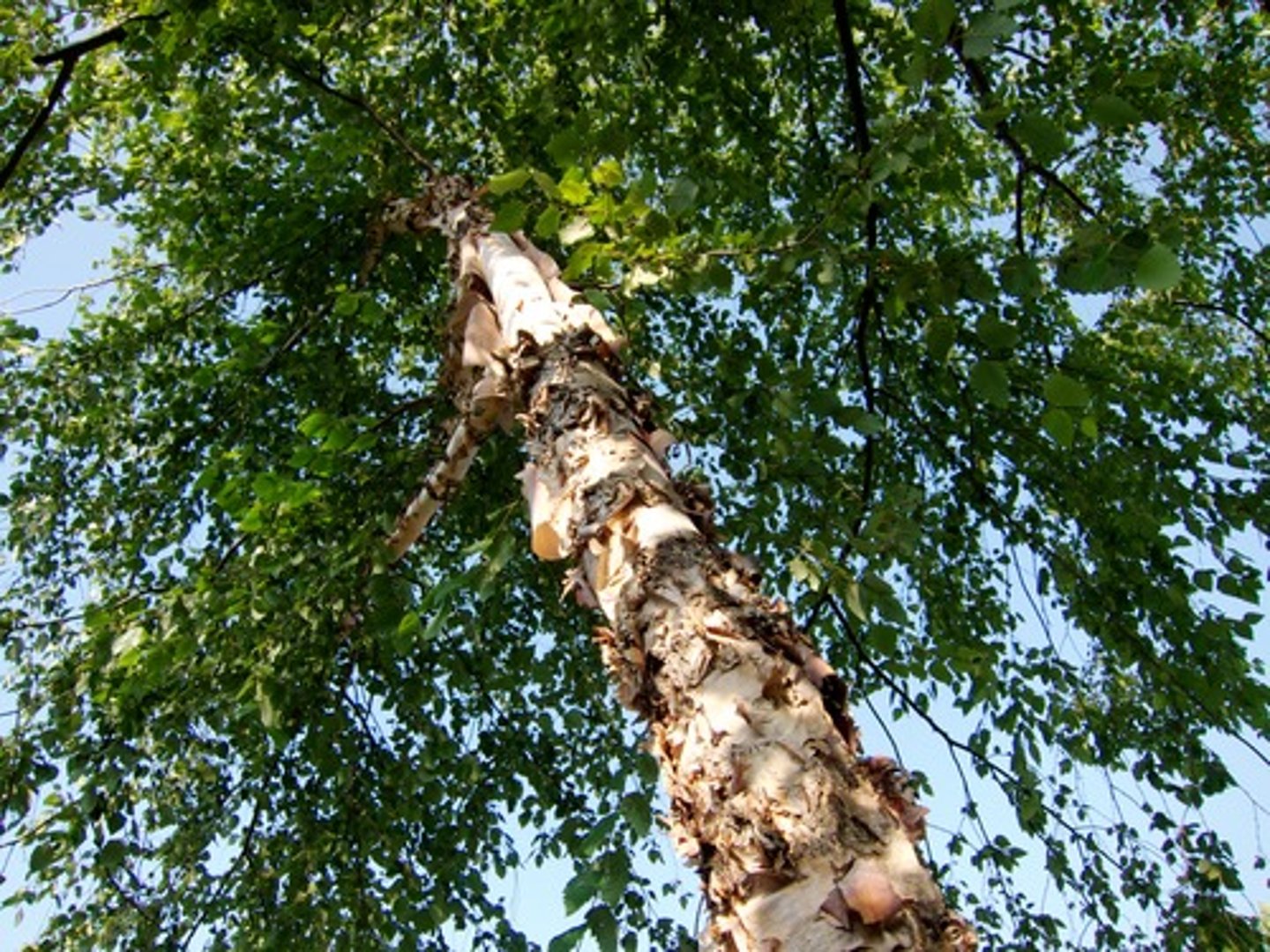 <p>Betula nigra</p>
