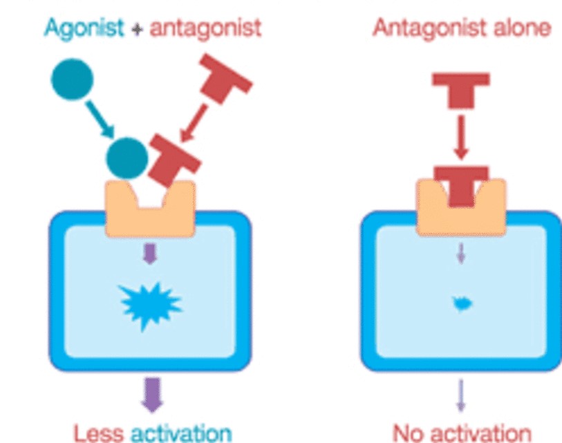 <p>molecule that inhibits a NT release; stops the action of the NT</p>