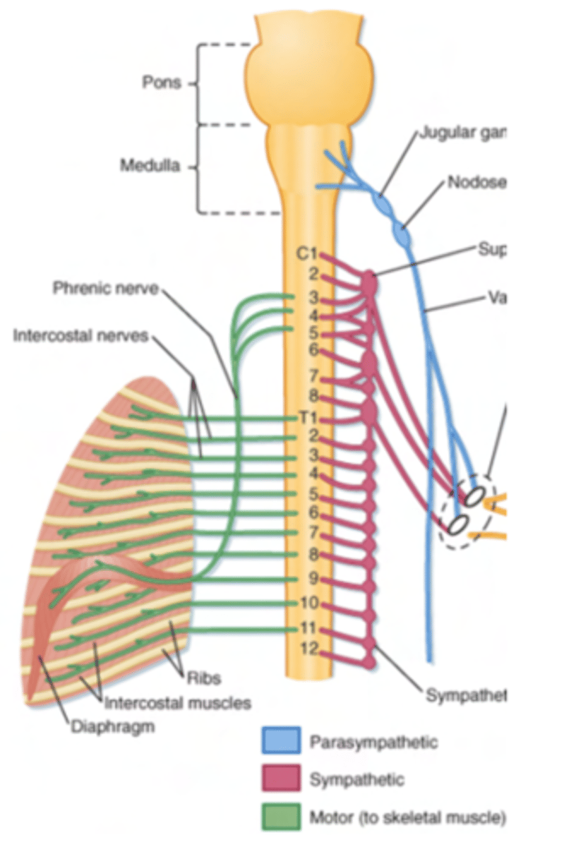 <p>somatic motor fibers by the prhenic nerve (C3-C4-C5)</p>