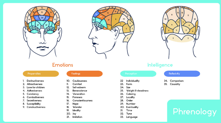 <p>The public was very interested in phrenology, specifically because of the mental muscle approach suggesting that if you were lacking in one area, you could work towards improving it. </p>