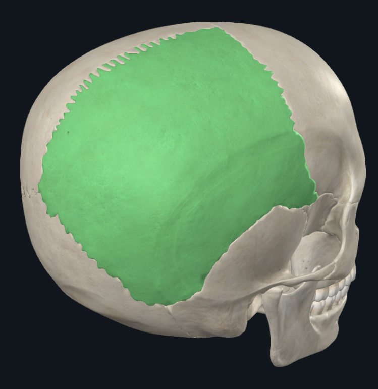 <ul><li><p>Margine Frontale, con l’Osso Frontale → Sutura Coronale</p></li><li><p>Margine Sagittale, con il Parietale Controlaterale → Sutura Sagittale</p></li><li><p>Margine Squamoso, con la Squama del Temporale → Sutura Squamosa</p></li><li><p>Margine Mastoideo, con la Parte Mastoidea dell’Osso Frontale → Sutura Parietomastoidea</p></li><li><p>Margine Occipitale, con l’Osso Occipitale → Sutura Lambdoidea</p></li><li><p>Margine Sfenoidale, con l’Osso Sfenoide → Sutura Sfenoparietale</p></li></ul><p></p>