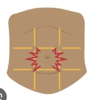 <p>-parts of the small intestines, transverse colon, abdominal aorta and vena cava.  </p>