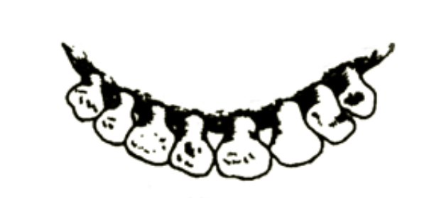 <p>age this sheep</p>
