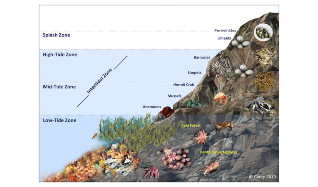 <p>Intertidal zone</p>