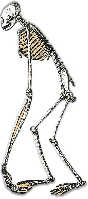 <p><span><strong>&nbsp;</strong>arms are used most in locomotion; suspensory</span></p>