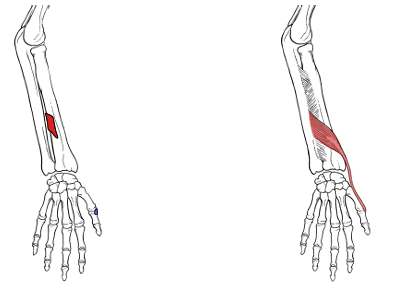 <p>What is the origin for extensor pollicis brevis?</p>