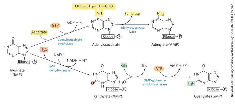 <p>XMP or adenylsuccinate;</p><p>IMP DHase + H2O + NAD+</p><p>ASStase + Asp + GTP</p>