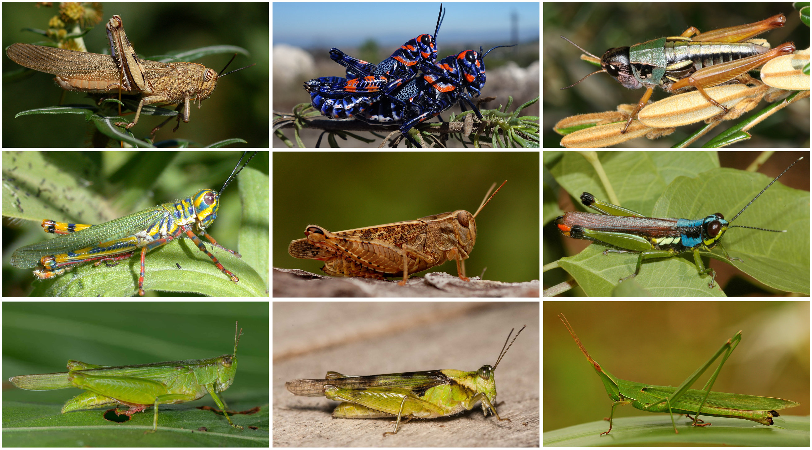<p>Grasshoppers</p><p>Order Orthoptera</p>