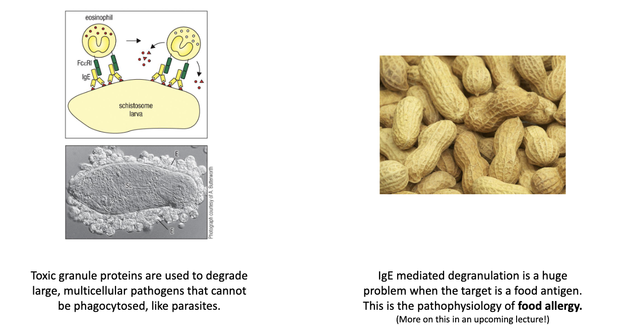 <ul><li><p class="isSelectedEnd"><span>Pre-bound IgE on mast cells crosslinks upon re-exposure to allergen.</span></p></li><li><p class="isSelectedEnd"><span>Triggers massive degranulation → vasodilation, itching, shock.</span></p></li><li><p><span>Same biology evolved for </span><strong><span>anti-parasite defense</span></strong><span>.</span></p></li></ul><p></p>