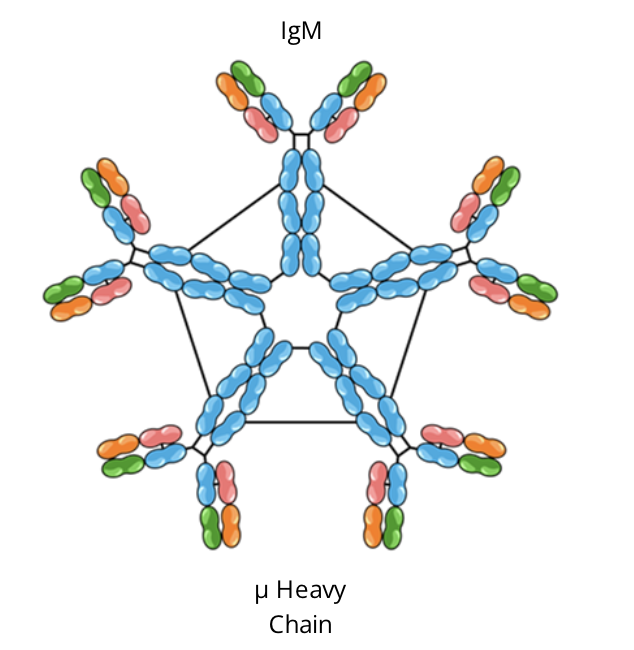 <ul><li><p>form a pentameter from IgM monomers when secreted by B cells</p></li><li><p>first antibody to be formed in an immune response</p></li><li><p>activates the complement which then amplifies the inflammatory and adaptive immune response</p></li></ul><p></p>