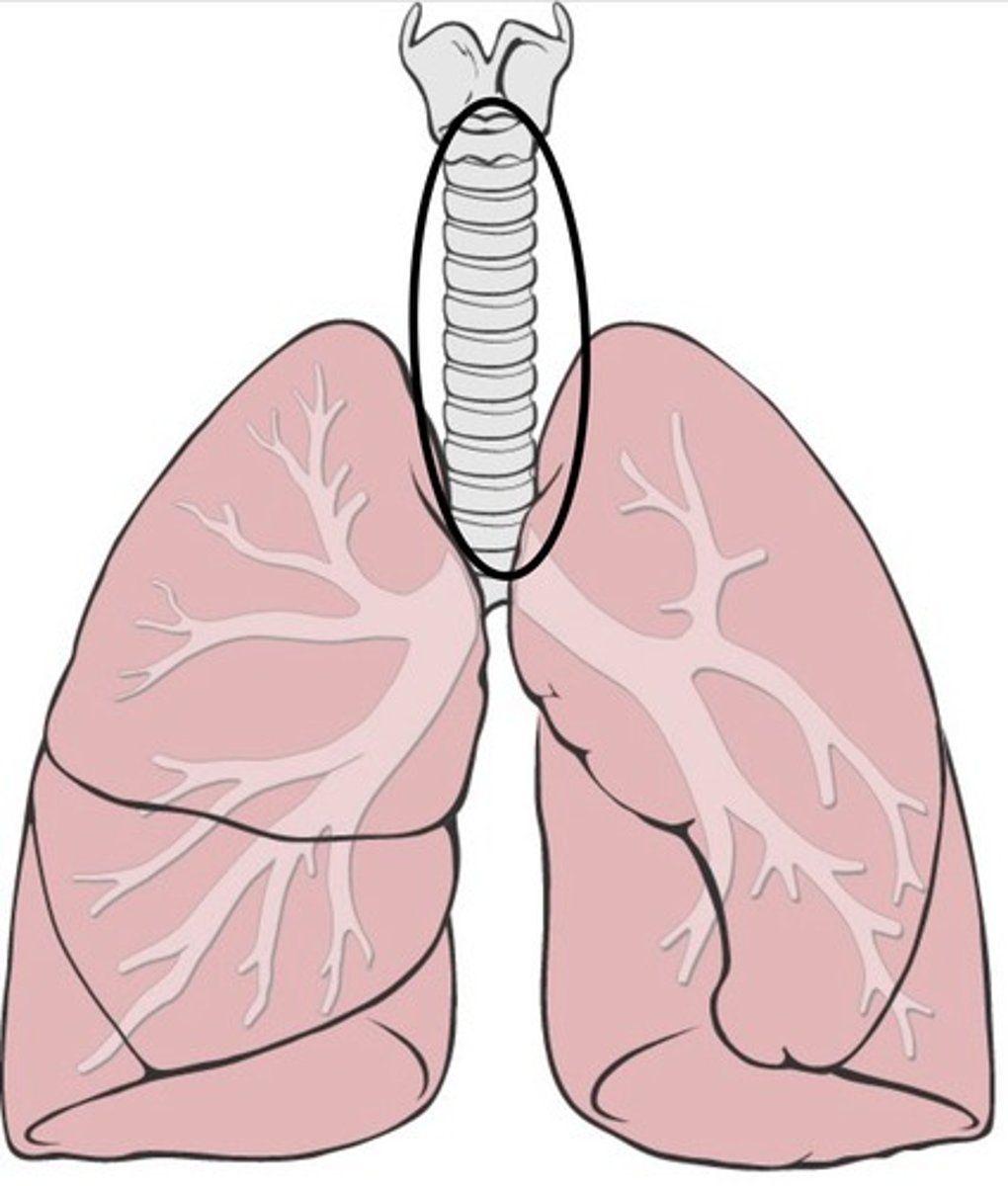 <p>Windpipe</p>