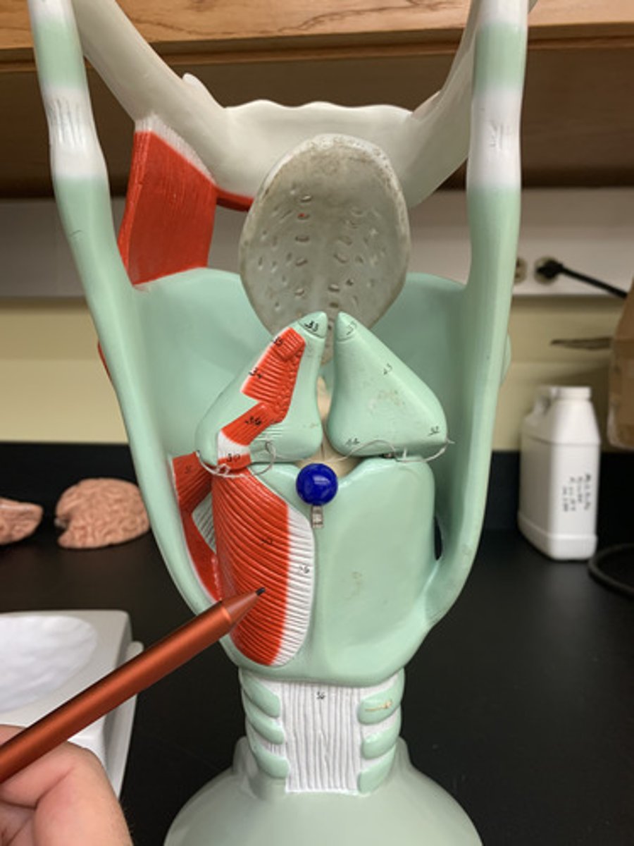 <p>O: Cricoid cartilage</p><p>I: Arytenoid cartilage</p><p>A: Abduct vocal folds</p><p>Inn: Recurrent laryngeal nerve (CN X)</p>