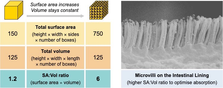 <p>As the volume of an organism increases, the SA:V ratio decreases</p><p>Organisms require higher SA:V ratios since exchange with the external environment is required in an organism’s metabolism</p>