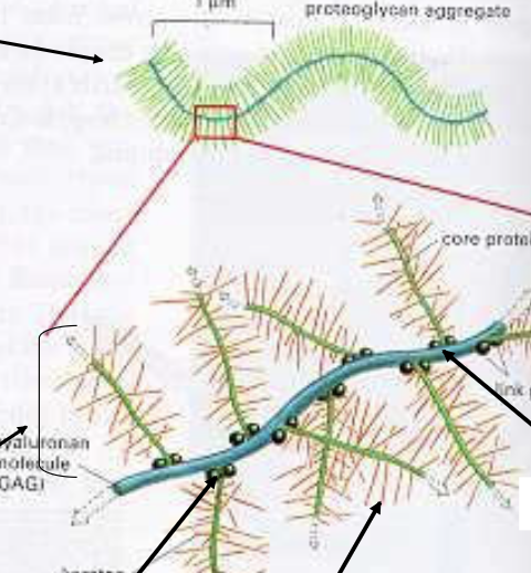 <p>the arrows indicate which features of proteoglycan aggregates </p><p>(from left to right) </p>