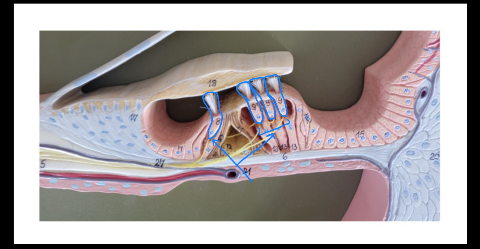 knowt flashcard image