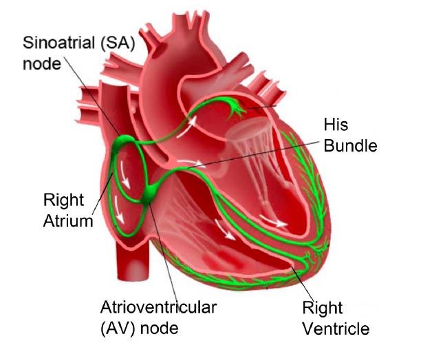 <ul><li><p>Heart beat normally controlled by electrical activity</p></li><li><p>Consist of 3 main parts: Sinoatrial (SA) Node, Atrioventricular (AV) Node and the His-Purkinje System</p></li></ul>