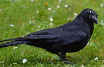 <p>Crow</p>