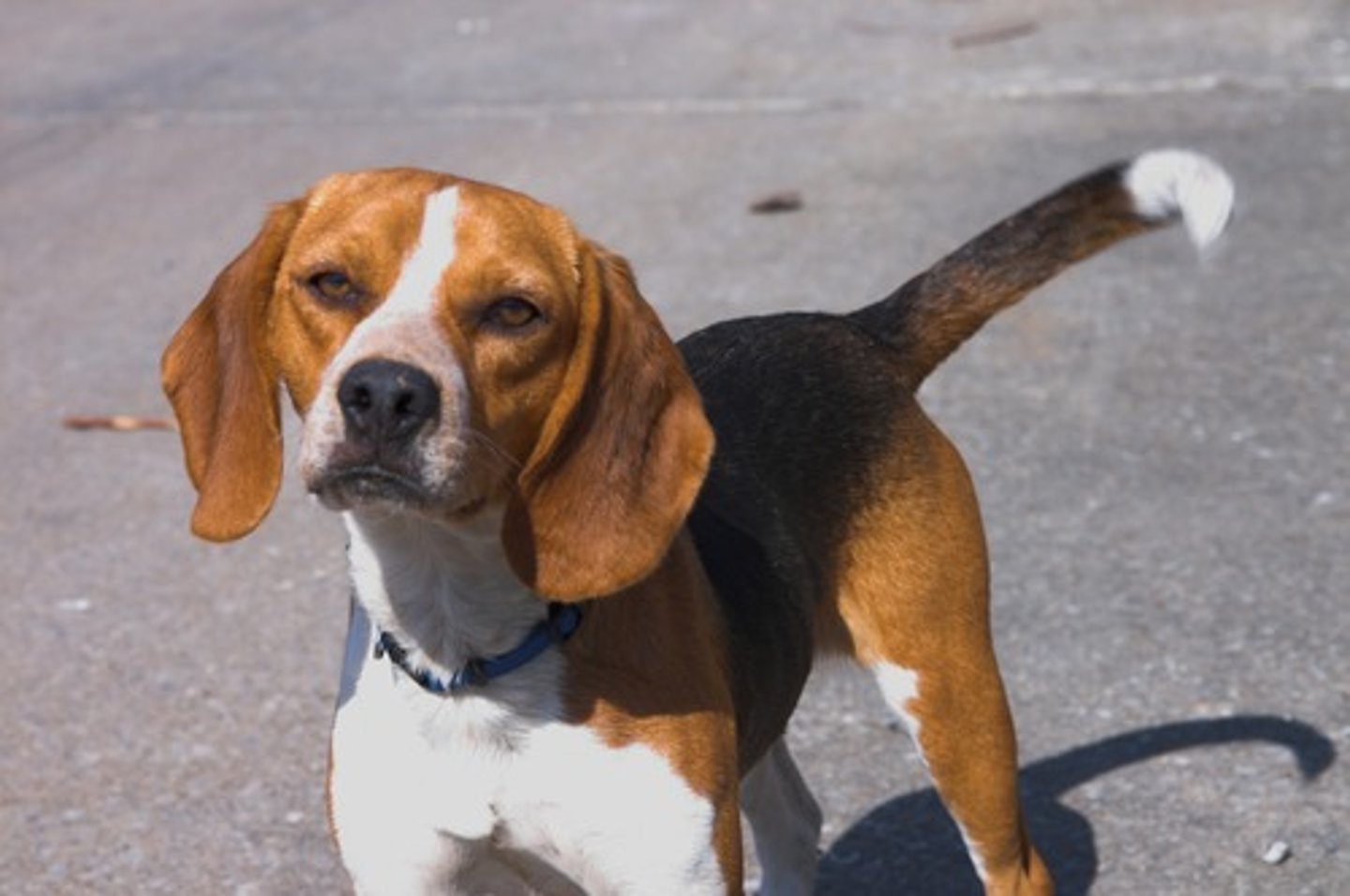 <p>Hound</p>