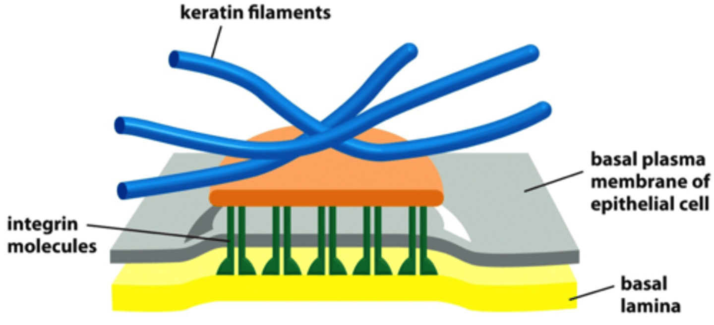 <p>integrins anchor the cell to laminin in basal lamina and to keratin intermediate filament in a cell via adaptor proteins plectin and BP230</p>